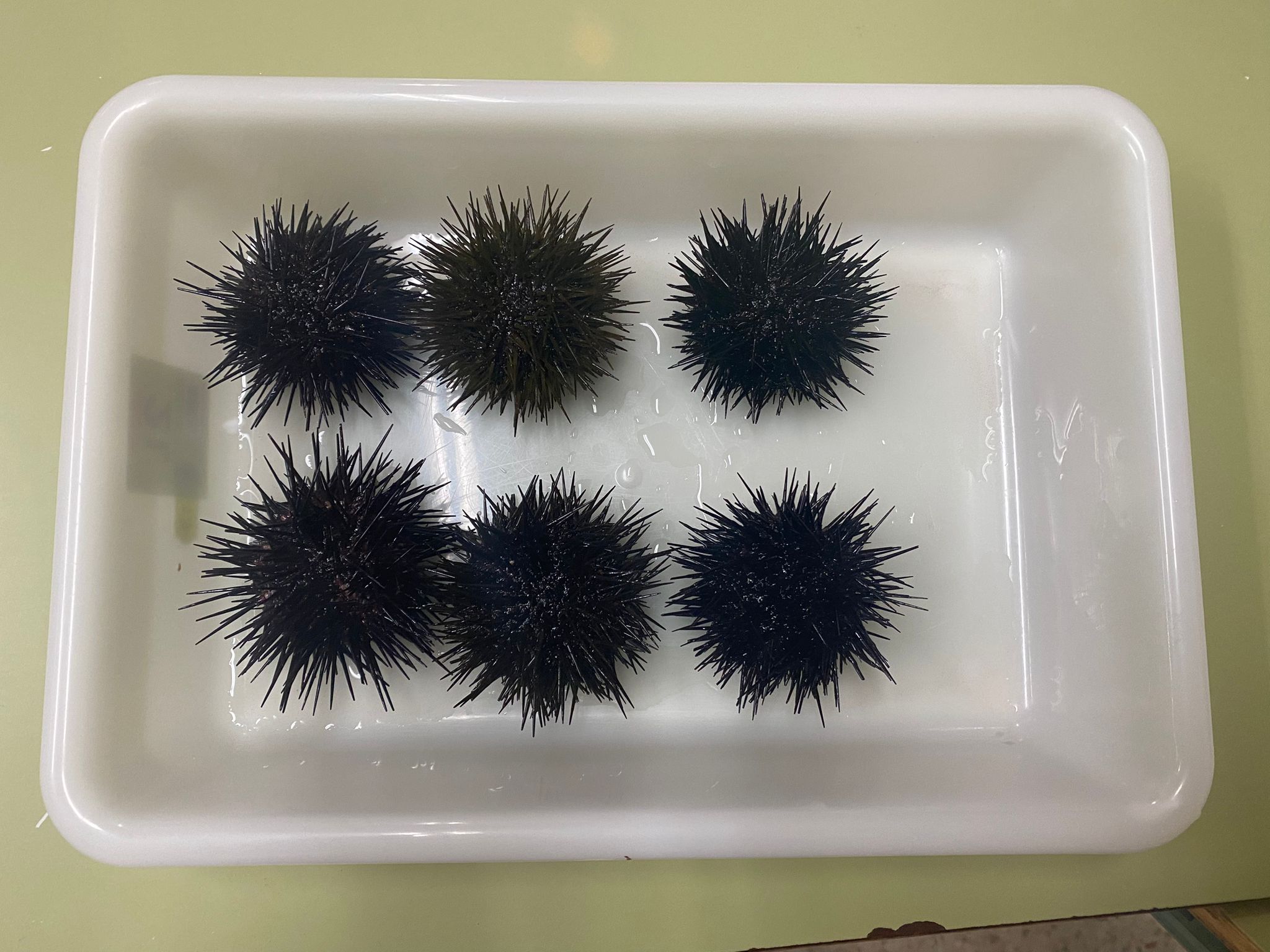 WhatsApp Image 2025-06-19 at 15.10.20 – MOISES MIGUEL GONZÁLEZ PÉREZ