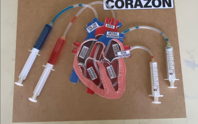 Explorando el cuerpo humano en 3º de ESO: una mirada práctica a los aparatos de la nutrición